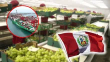 Esta región del norte del Perú lidera la agroexportación de frutas como arándanos, uvas y paltas: suma US$2.271 millones y supera a Ica