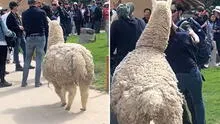 Alpaca sorprende a turista en Cusco con movimiento inesperado: "¡Hazte a un lado, humano!"