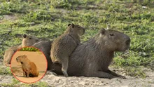 La otra identidad del capibara: ¿por qué en algunos países lo llaman carpincho o ronsoco?