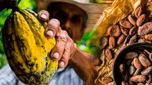 Estudio determina que Perú tiene el cacao más antiguo del mundo: investigación se presentó en el Chocoa 2025