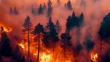Estado de emergencia en Carolina del Sur: incendios forestales en las Carolinas y Georgia obligan a residentes a huir de sus casas