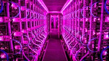Este país de Europa creó una 'granja futurista' en la que cultivan diminutos y antiguos organismos acuáticos