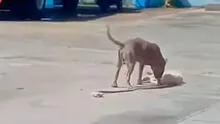 Astuto perrito se hace el muerto para escapar del ataque de un pitbull: “Dio una lección de supervivencia”