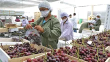 Uvas y mangos peruanos impulsan crecimientos de exportaciones no tradicionales agrarias: en total suman US$2.068 millones en 2025