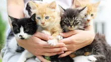 Gatotón 2025, el evento de adopciones de gatitos en el Parque de la Exposición: ¿cuáles son los requisitos?