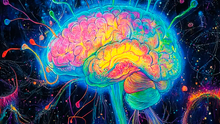 Avance en neurociencia: descubren una pequeña estructura del cerebro que revela nuevas vías para tratar la adicción y la depresión