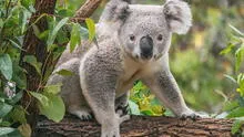 Australia sacrifica más de 700 koalas con francotiradores desde helicópteros para evitar la sobrepoblación