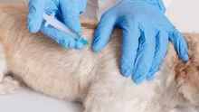 Hombre atacó a perrito 'Blanquito' con un hacha y debió ser sacrificado por sus graves lesiones, en Chile