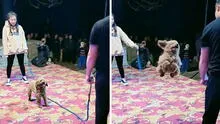 Perrito emociona en redes al saltar perfectamente la cuerda en competencia: "Se robó el show"