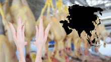 Perú es declarado libre de gripe aviar y proyecta exportación de pollo a China en 2025 empezando por las patas