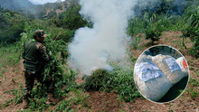 Incautan más de 1.400 kilos de marihuana y destruyen 7 hectáreas de sembríos en la sierra de La Libertad