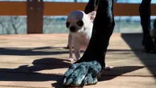 El perro más grande del mundo conoce al can más pequeño: "Es un encuentro histórico"
