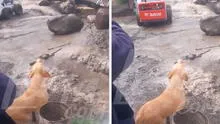 Perrito llora desconsolado al ver que huaico sepultó a su dueño en su casa de Huaraz