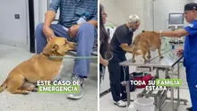 Dueños sacaron a pasear a su perrito, pero al volver descubrieron algo extraño: "Tengan mucho cuidado"