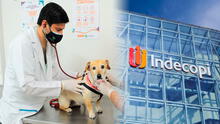 Indecopi multa con más de S/11.000 a veterinaria que atendía con personal sin experiencia, guiados solo por instrucciones telefónicas