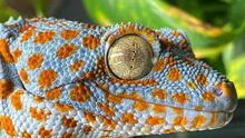 Científicos descubren un misterioso animal que tiene un 'sexto sentido', le permite comunicarse a través del suelo y el agua