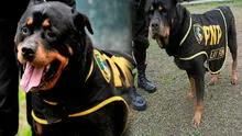 Lay Fun, el perro de la Policía que mató a un ladrón y estuvo a punto ser sacrificado: fue considerado héroe de la PNP
