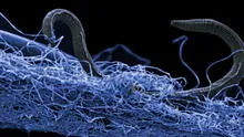 Científicos descubren que un grupo de bacterias aprendió a utilizar la electricidad como una herramienta de limpieza
