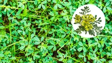 Descubre el significado espiritual de la floración de la ruda en tu jardín según el feng shui