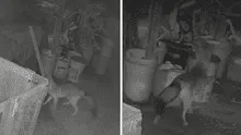 Zorro causa alarma en Ate tras ataque a animales de corral y vecinos lo apodan 'Run Run 2': "Pensamos que era un perro"