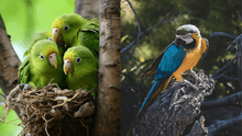 ¿Sabías cómo se llama la cría de un loro? El curioso término que pocos conocen y su origen