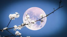 Luna de Flores 2025: qué significa, cuándo será visible y a qué hora disfrutar de este evento astronómico