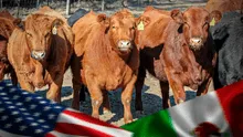 Estados Unidos cerrará la frontera de importación de ganado vivo mexicano por gusano barrenador
