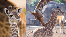 ¿Sabías cómo se llama la cría de una jirafa? Descubre cómo se adaptan rápidamente a la sabana africana