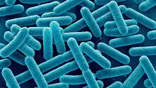 ¡Cuidado, California y Nevada! Peligrosa bacteria fue encontrada en productos de empresa de alimentos listos para comer