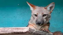 ¿Qué pasó con Run Run, el zorrito que generó revuelo al ser vendido como pastor alemán en Lima y trasladado a un zoológico de Cajamarca?