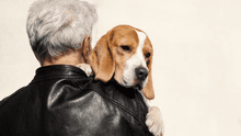 ¿Cuándo un perro ha llegado a la vejez? Descubre los factores que determinan el inicio de la longevidad