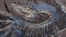 Científicos descubren que un dinosaurio emplumado terrestre y parecido a una gallina sí era capaz de volar