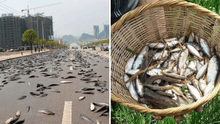 El país de América Latina donde ocurre una increíble lluvia de peces: un evento natural que alimenta a todo un pueblo