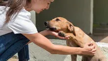 Huéspedes de corazón: La jornada de adopción familiar que busca dar un nuevo hogar a decenas de caninos este fin de semana