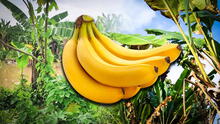 La fruta más popular del mundo podría desaparecer en 2080: el 80% proviene de América Latina y está en peligro