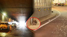 Gatito lleva abandonado un mes en túnel de Benavides, Surco: vecinos piden ayuda urgente para rescatarlo