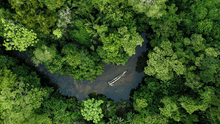 Los bosques de la Amazonía serían capaces de sobrevivir a las sequías, pero a un alto costo