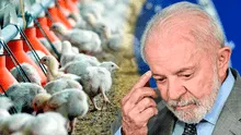 Brasil suspende venta de pollo en un país de Sudamérica, China y la Unión Europea por caso de gripe aviar
