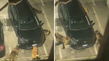 Cámara capta a jauría de perros destrozando auto estacionado: "¿Cómo se lo explicas al seguro?"