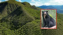 Crean nueva área de conservación en Cajamarca: es hábitat de especies amenazadas, como osos de anteojos, pumas y tigrillos