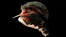 El animal hermafrodita con una armadura de hierro que nunca come y es capaz de sobrevivir a volcanes activos