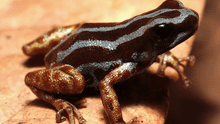 Biólogos descubren una nueva especie de rana venenosa con patas doradas oculta en la Amazonía