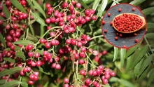 ¿Qué es el pirul, el árbol de Perú que produce un insumo altamente valorado en Europa? Es especialmente demandado en la cocina de Italia