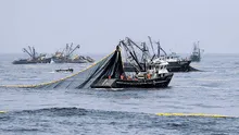 ONG Oceana recibe ataques por oponerse a pesca industrial en Paracas y Nasca