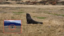 Hallan un animal marino con vida a 50 km de la costa, la misma distancia entre Callao y Chosica: científicos intentan descubrir el porqué