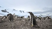 La Antártida tiene un salvador: el guano de los pingüinos salvarían al continente conservándolo fresco