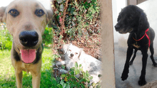 Cataleya, Sultana y Laika buscan hogar: perritas sufren brutal agresión y piden ayuda para manutención en Ate