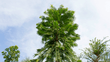 El árbol que ha sobrevivido 200 millones de años desde el periodo Jurásico y ahora es el más protegido del mundo