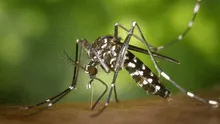 Alerta en Hawái por virus del Zika: autoridades piden precaución a turistas tras nuevo caso reportado por el DOH de EEUU