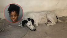 Miami-Dade: arrestan a mujer acusada de dejar perros sin comida ni agua durante más de una semana Miami-Dade: arrestan a mujer acusada de dejar perros sin comida ni agua durante más de una semana